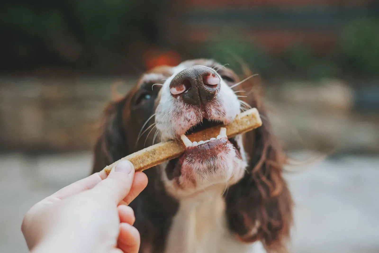 Comment les croquettes vétérinaires pour chien favorisent une bonne santé dentaire ?