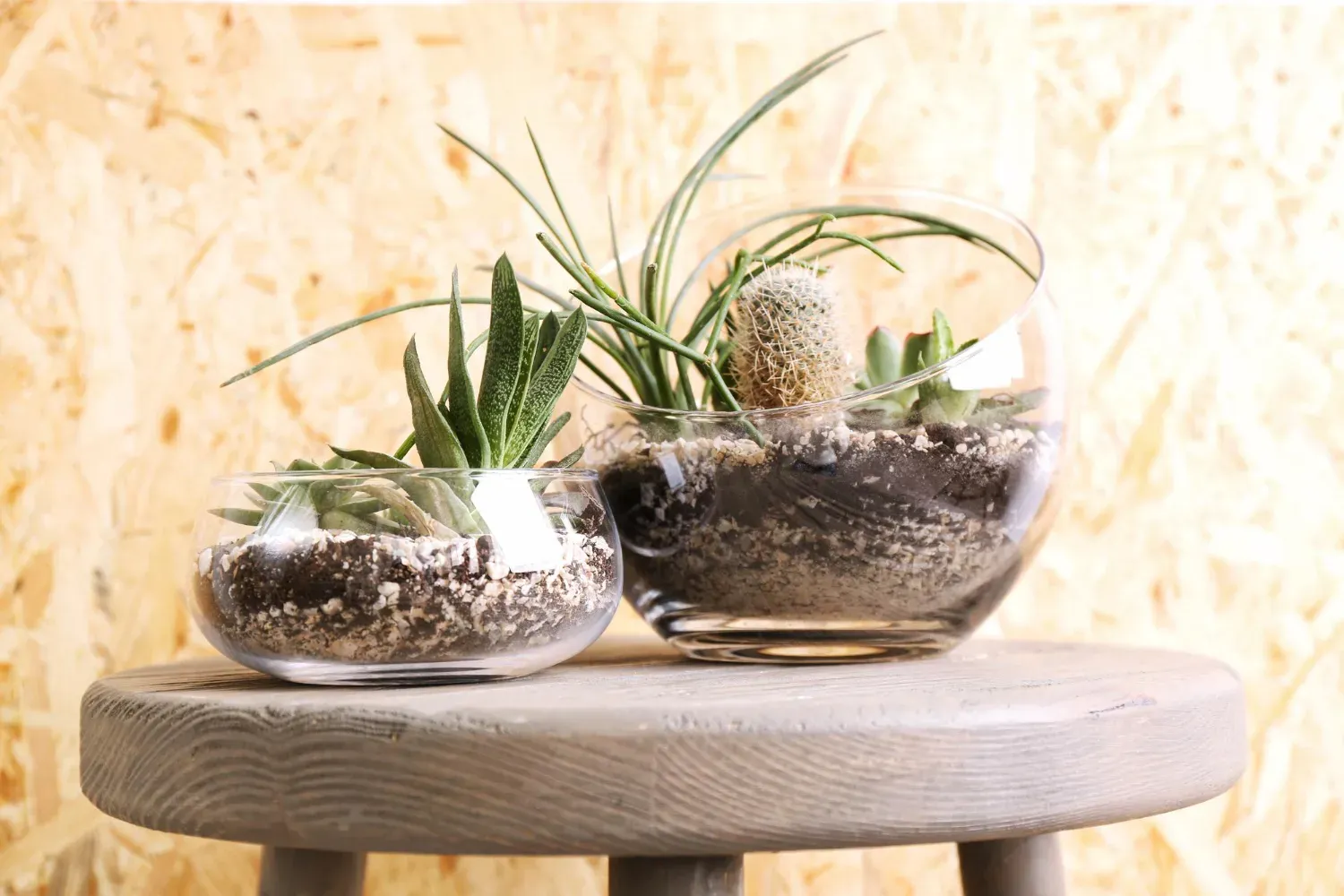 Comment utiliser des coquilles d’œufs comme engrais naturel pour vos plantes d’intérieur ?