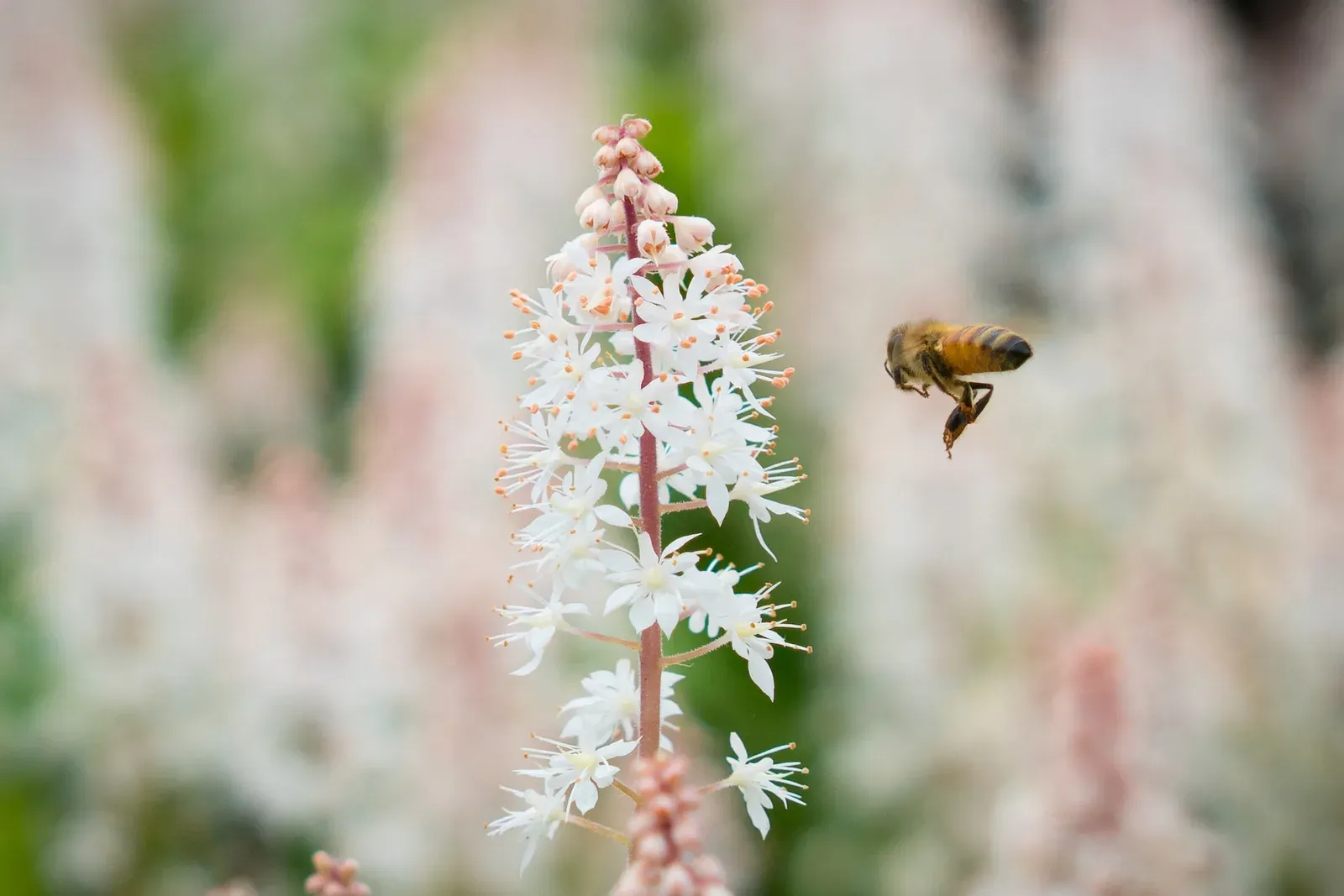 Le rôle méconnu des abeilles dans la pollinisation de nos aliments