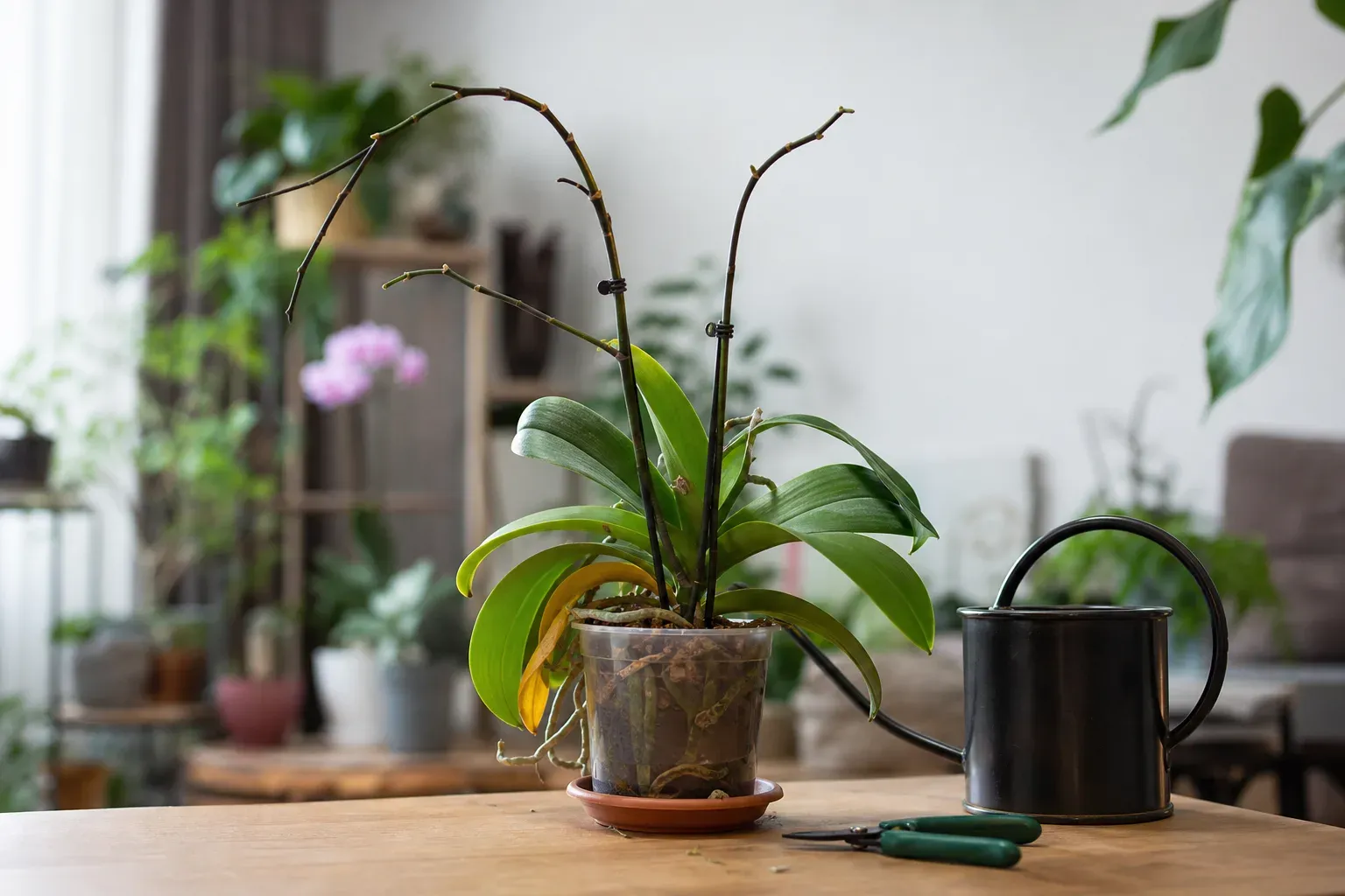 Orchidée qui perd toutes ses fleurs d'un coup : que faire