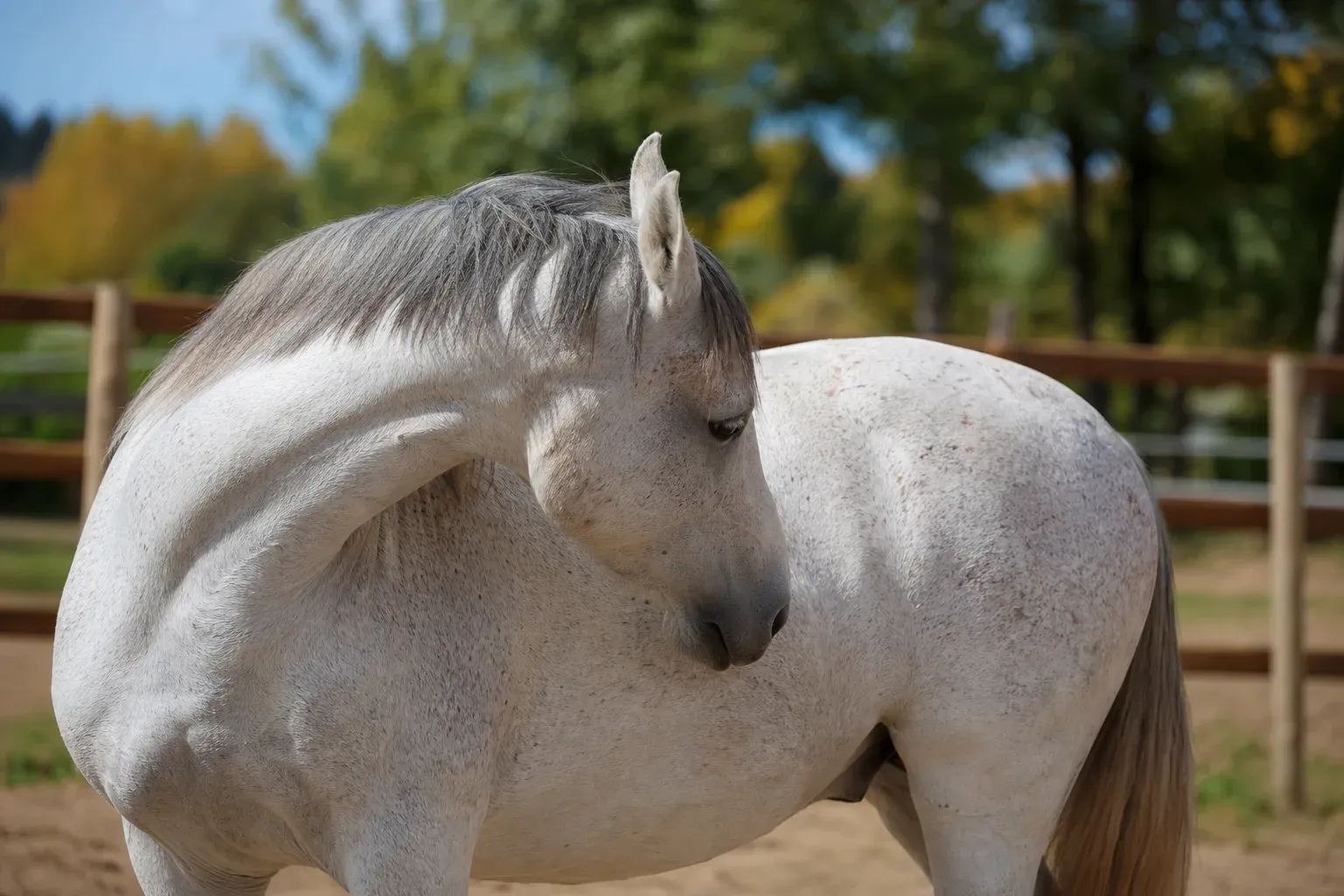 Quels sont les mythes courants associés aux poux chez les chevaux ?