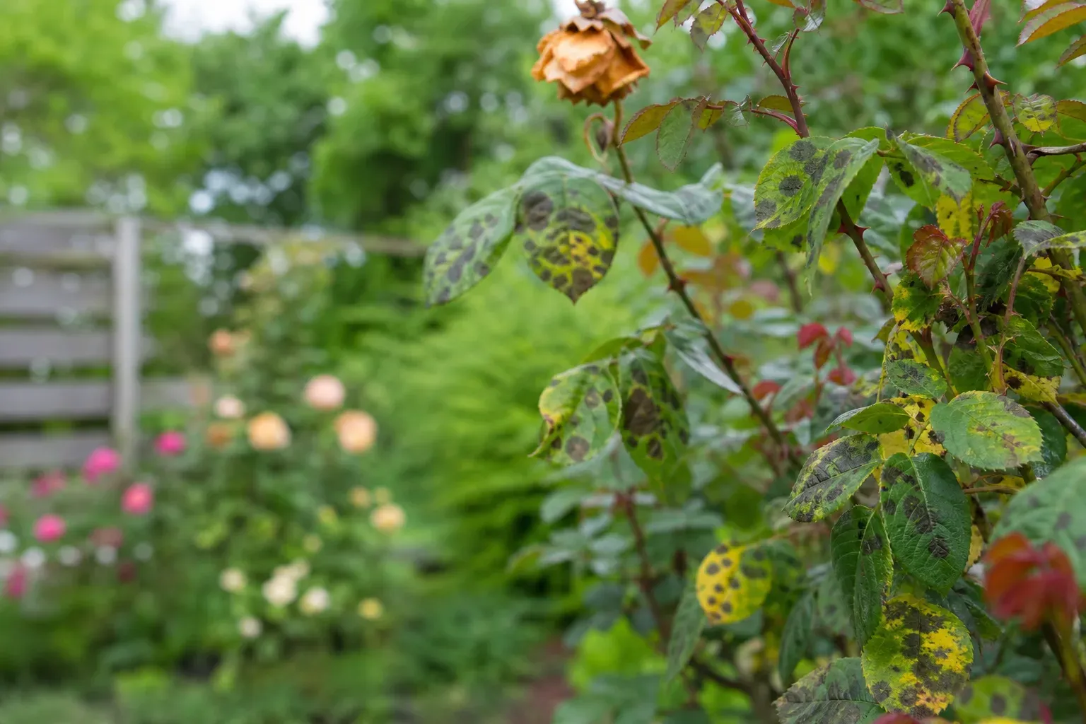Feuilles de rosier couvertes de taches noires et jaunies dans un jardin